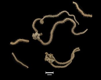 Media type: image;   Invertebrate Zoology OPH-3163 Description: Top of 2 brittle stars with a view of the discs.;  Aspect: dorsal